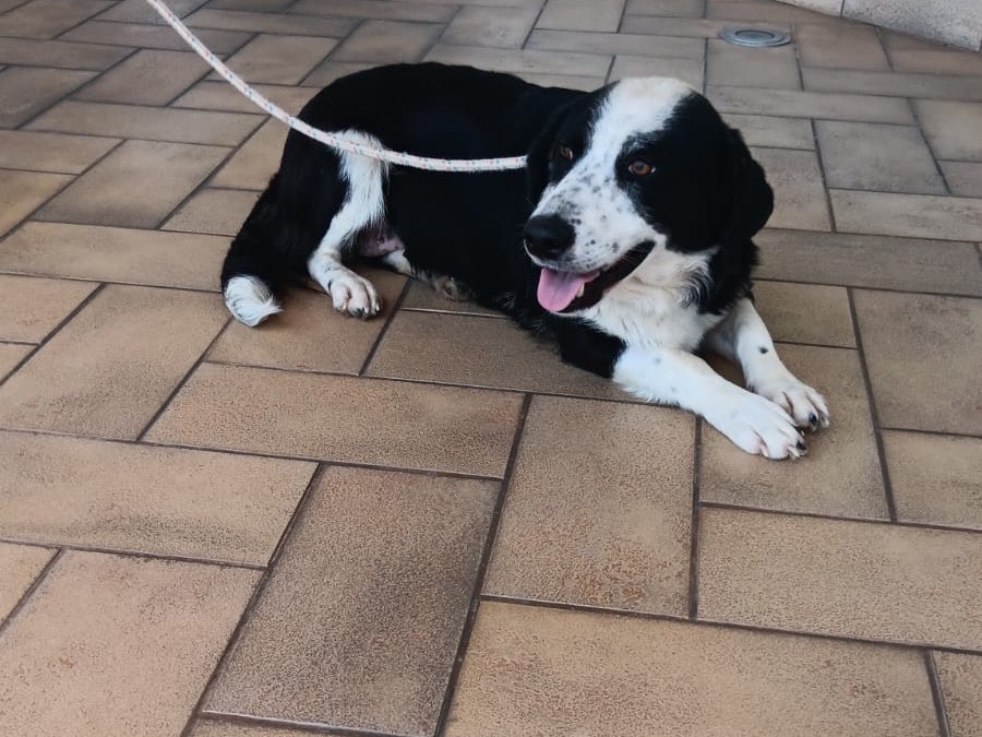Adotta un cane, taglia media, femmina, Latina