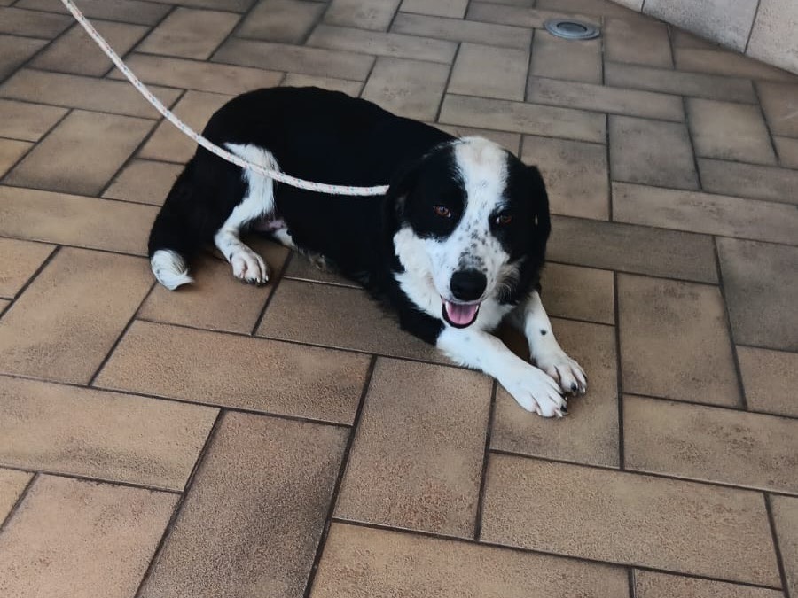 Vuoi adottare un cane a Latina?