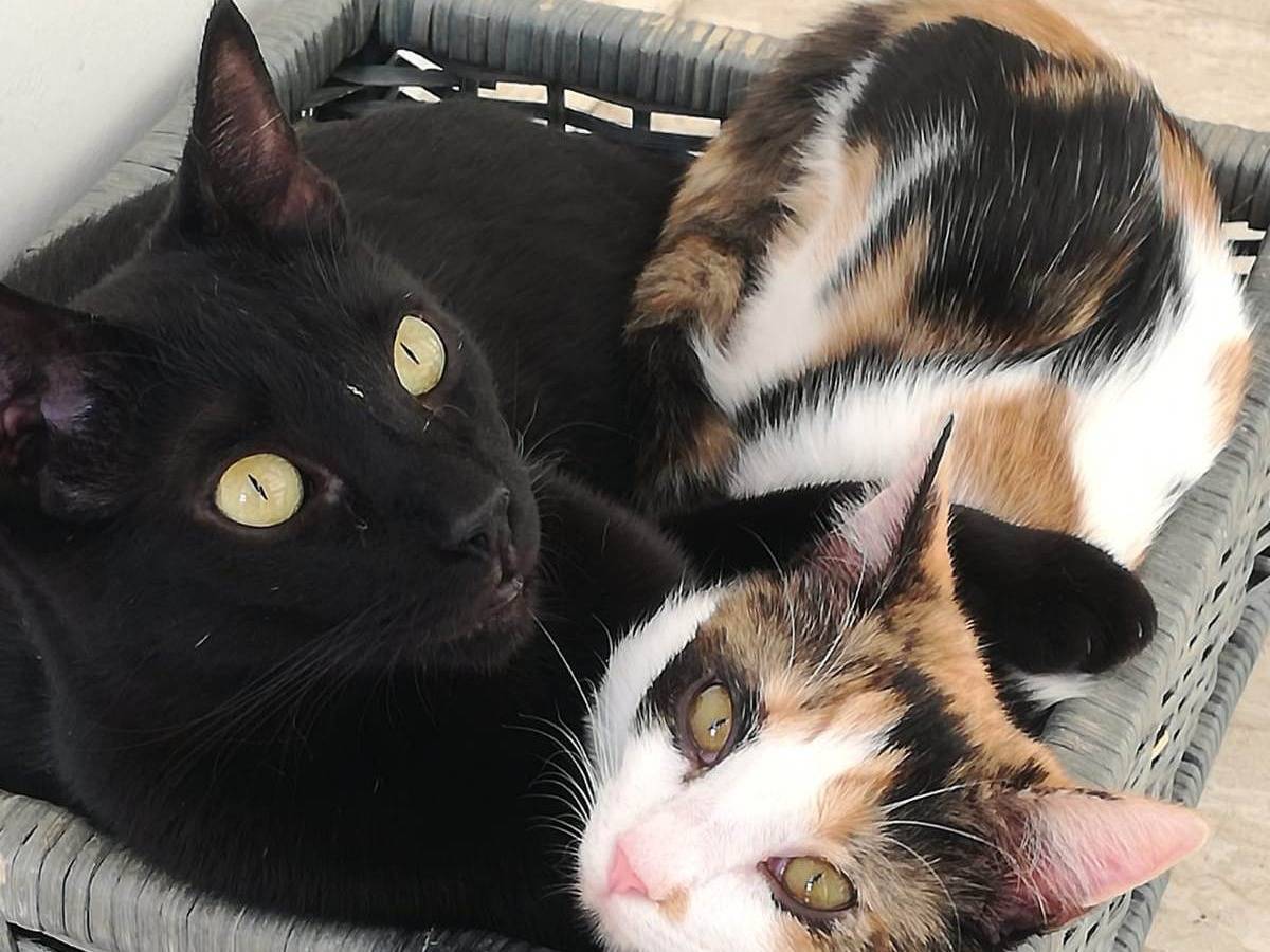 Adotta un gatto, taglia non valida, maschio, Milano
