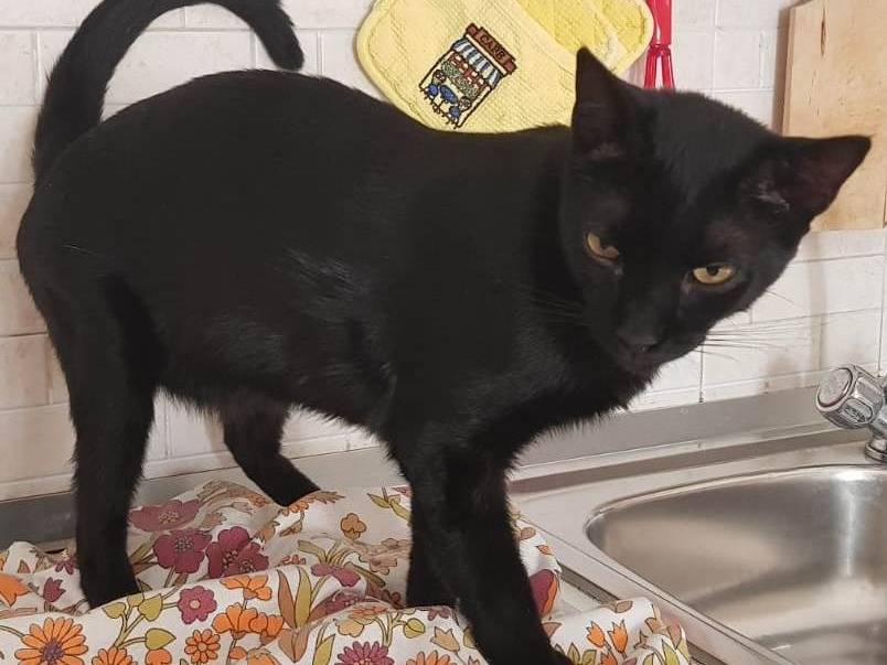 Adotta il gatto Geii a Milano
