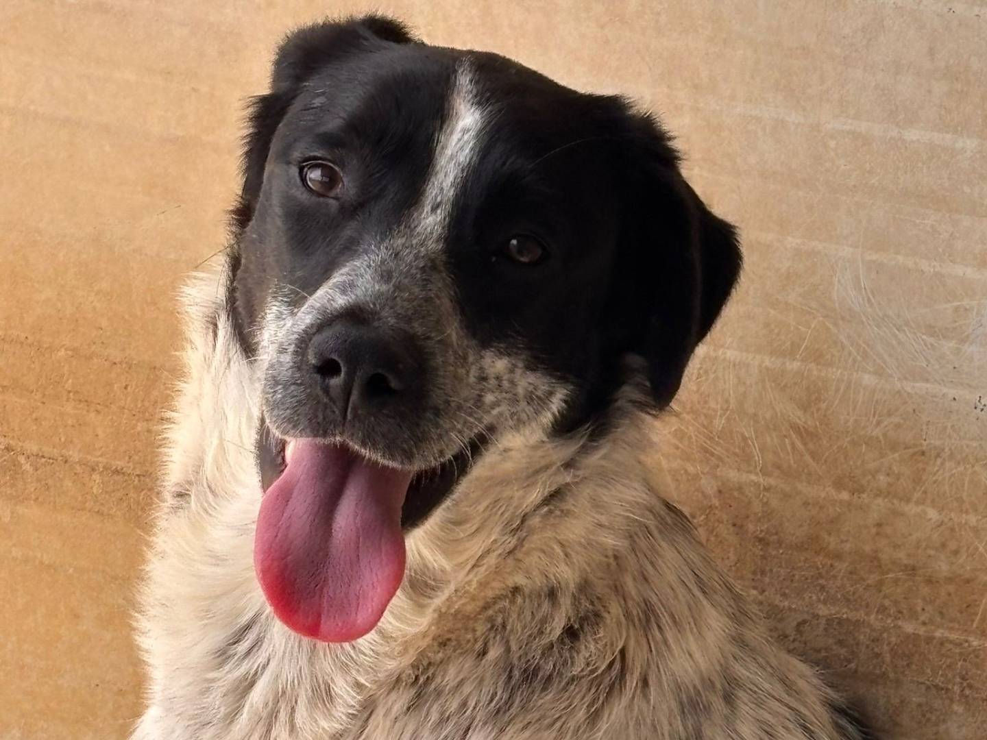 Adozione cane, femmina, Razza sconosciuta Razza sconosciuta, 7 mesi, taglia media, Ragusa
