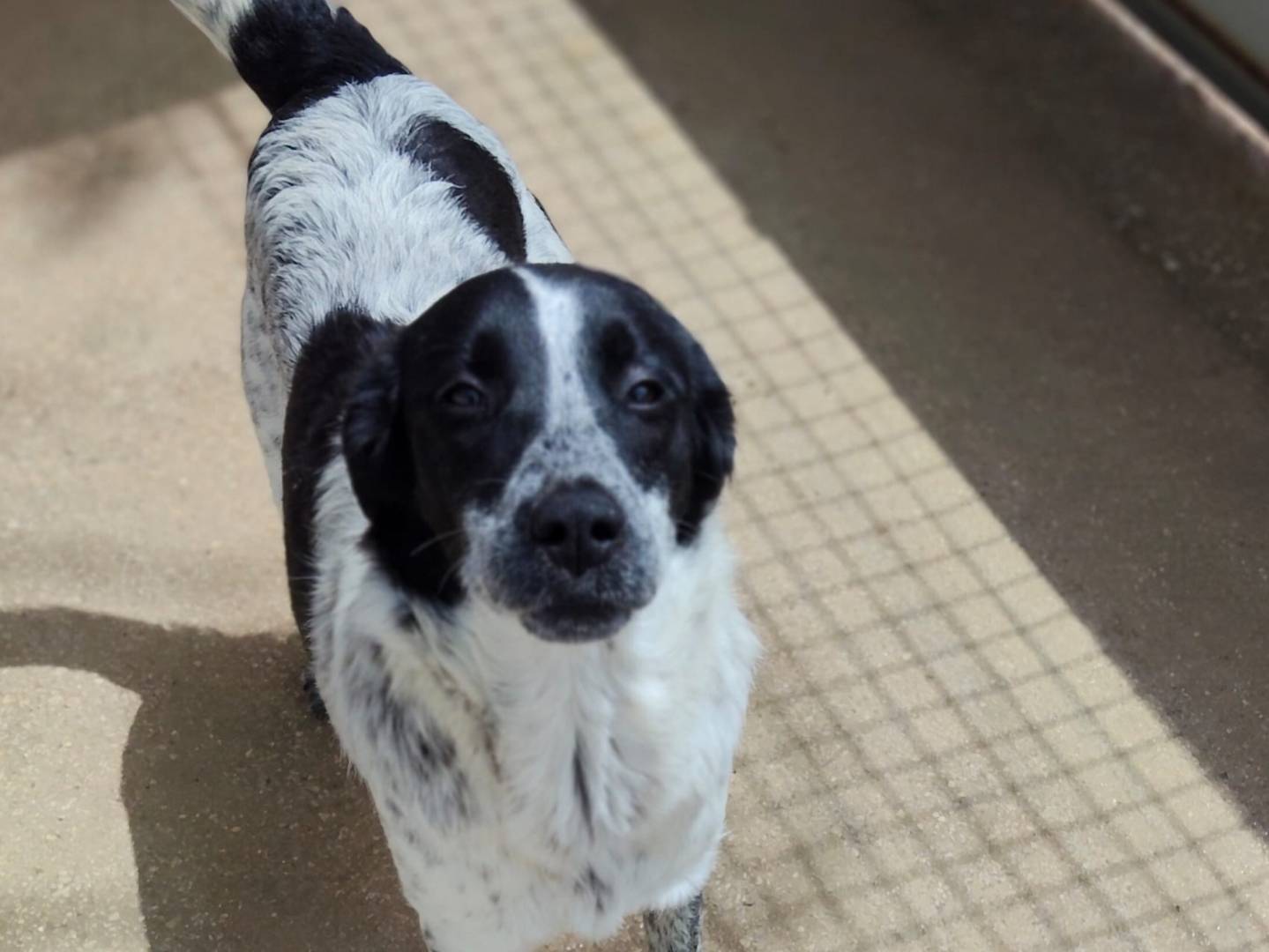Adotta un cane, femmina, 7 mesi, Ragusa