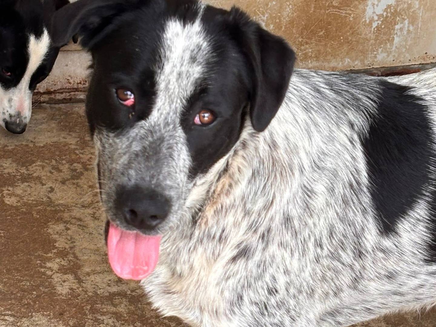 Adotta un cane, maschio, 7 mesi, Ragusa