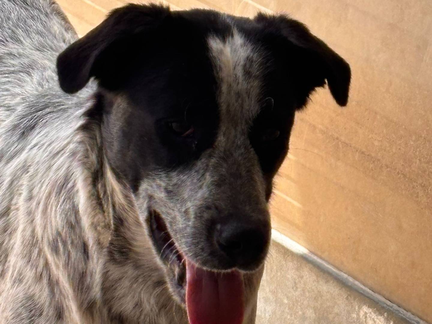 Adotta un cane, taglia grande, maschio, Ragusa