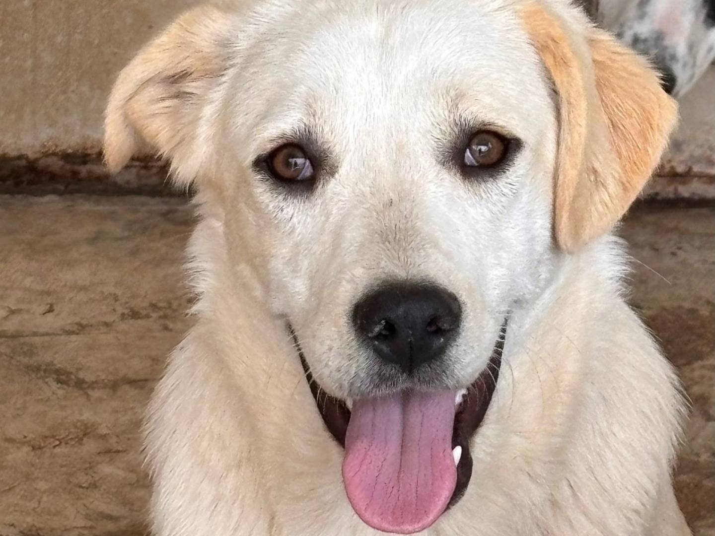 Adozione cane, femmina, Razza sconosciuta Razza sconosciuta, 7 mesi, taglia media, Ragusa