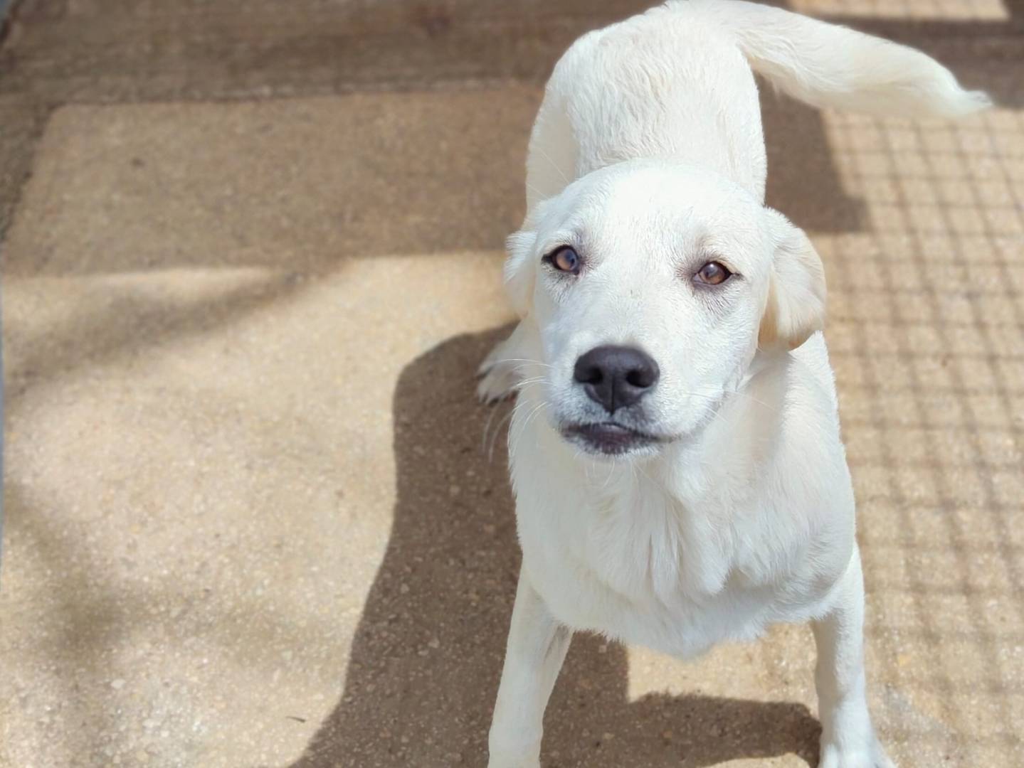 Adotta un cane, femmina, 7 mesi, Ragusa
