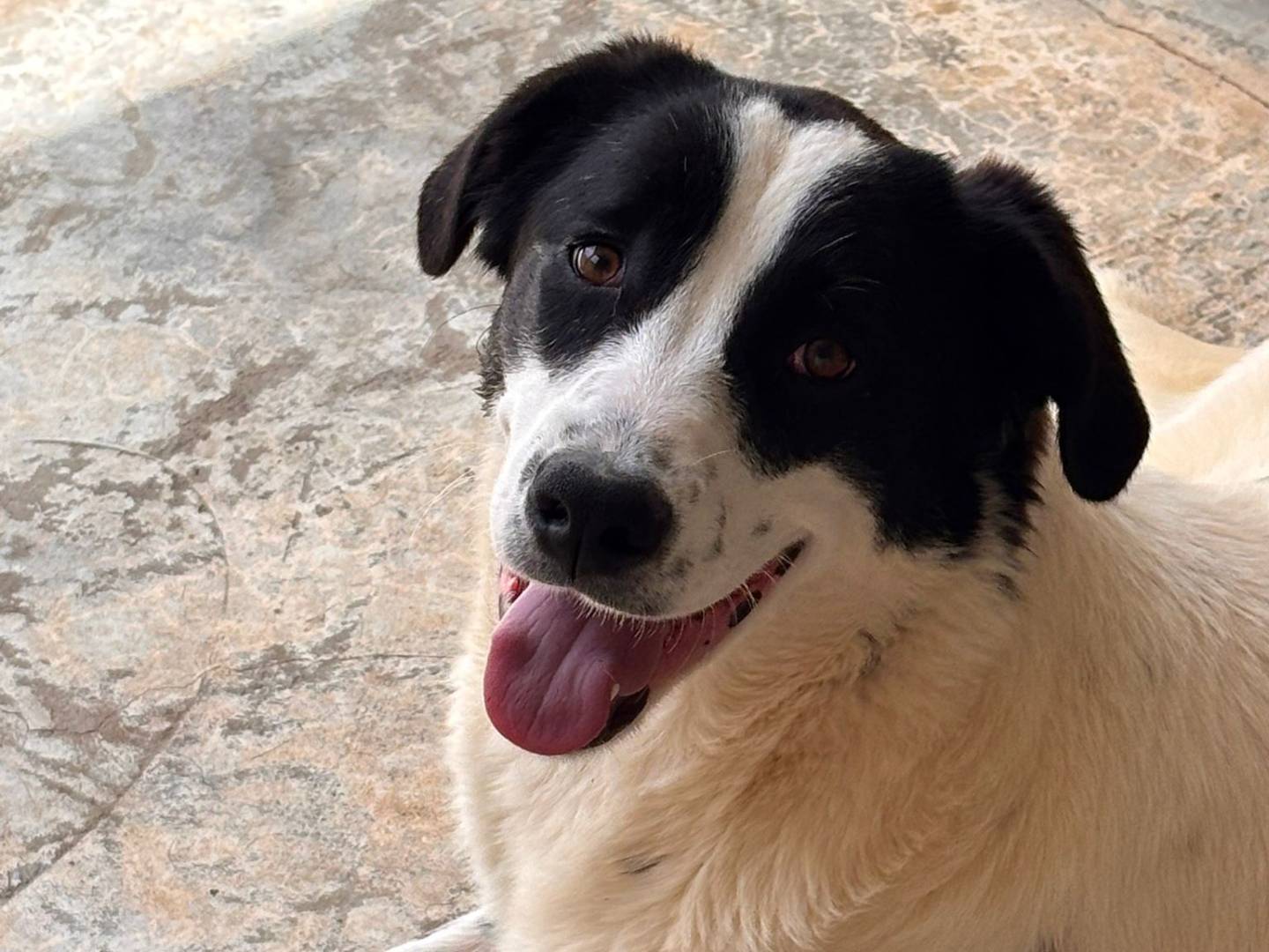Adozione cane, maschio, Razza sconosciuta Razza sconosciuta, 7 mesi, taglia grande, Ragusa