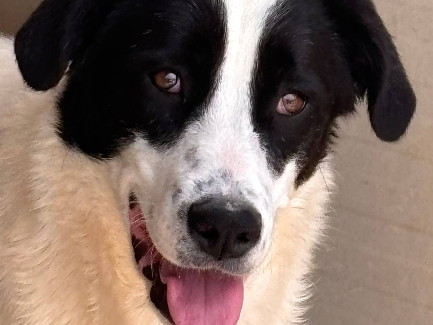 Adotta un cane, maschio, 7 mesi, Ragusa