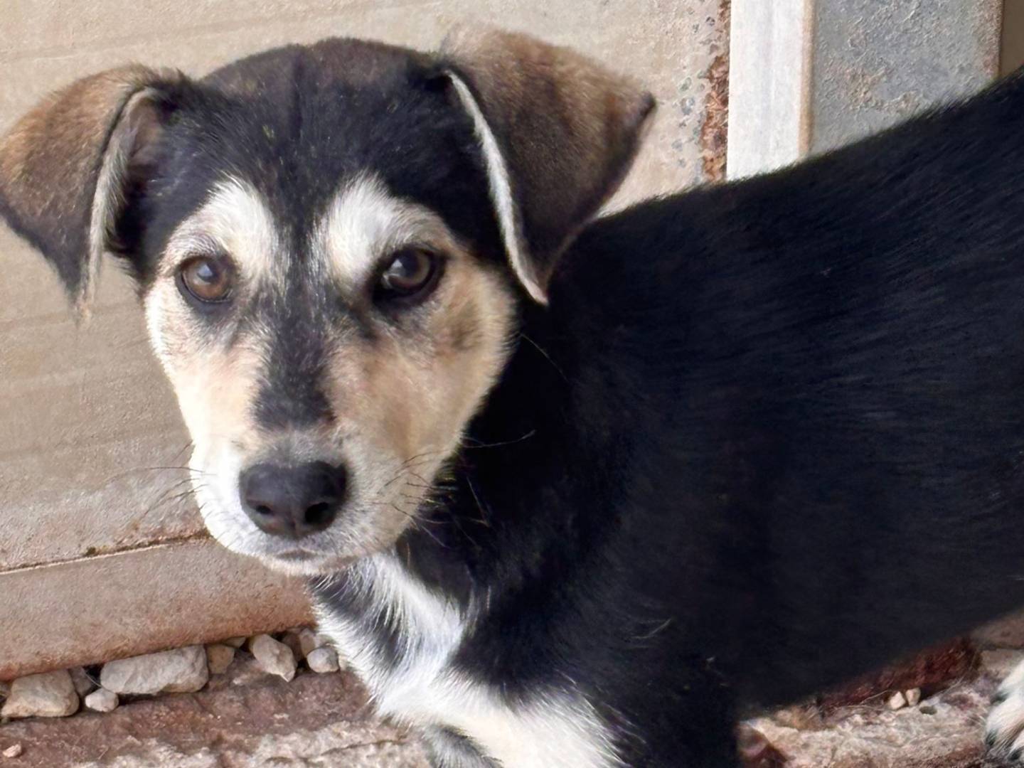 Adozione cane, femmina, Razza sconosciuta Razza sconosciuta, 3 mesi, taglia media, Ragusa