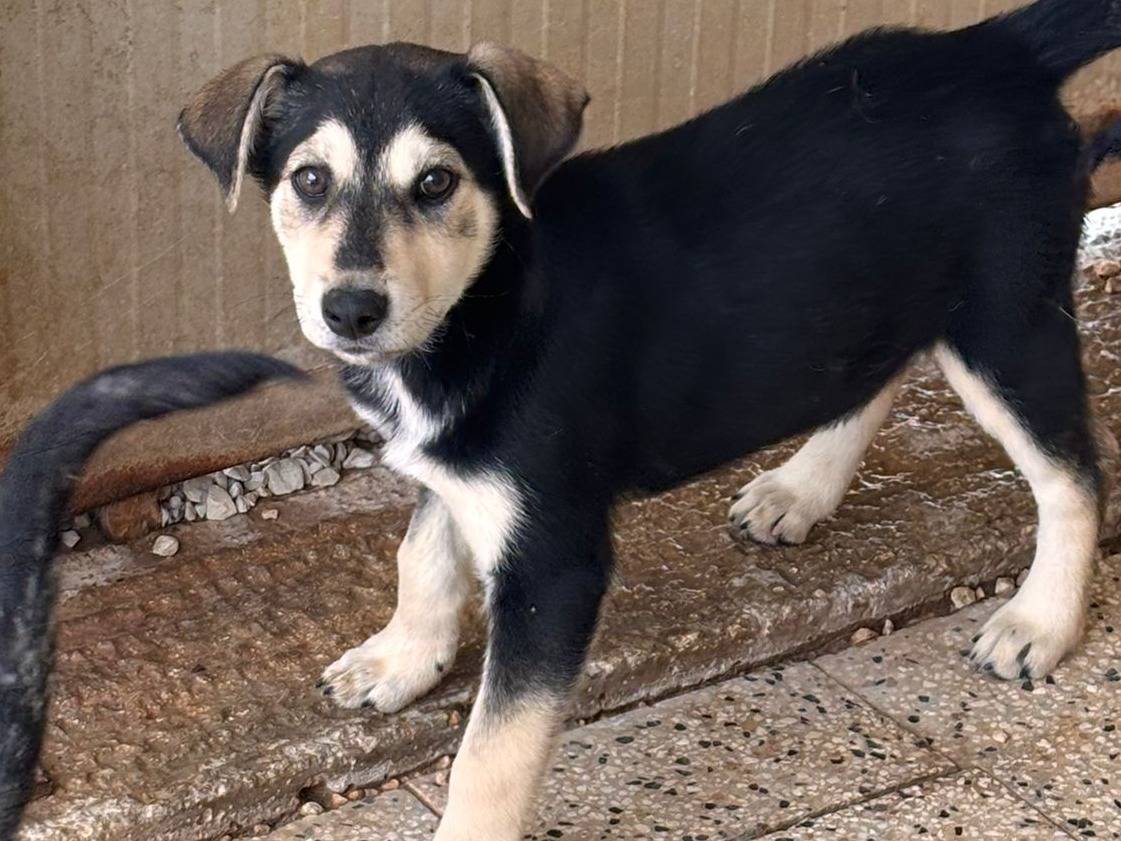 Adotta un cane, femmina, 3 mesi, Ragusa