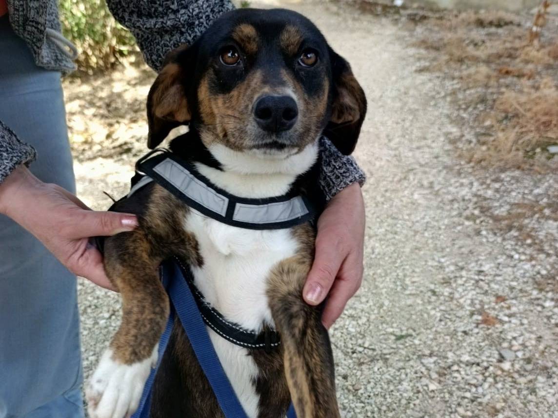 Adozione cane, femmina, Razza sconosciuta Razza sconosciuta, 1 anno e 3 mesi, taglia piccola, Agrigento