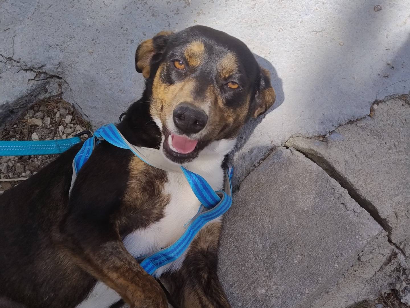 Adotta un cane, femmina, 1 anno e 3 mesi, Agrigento