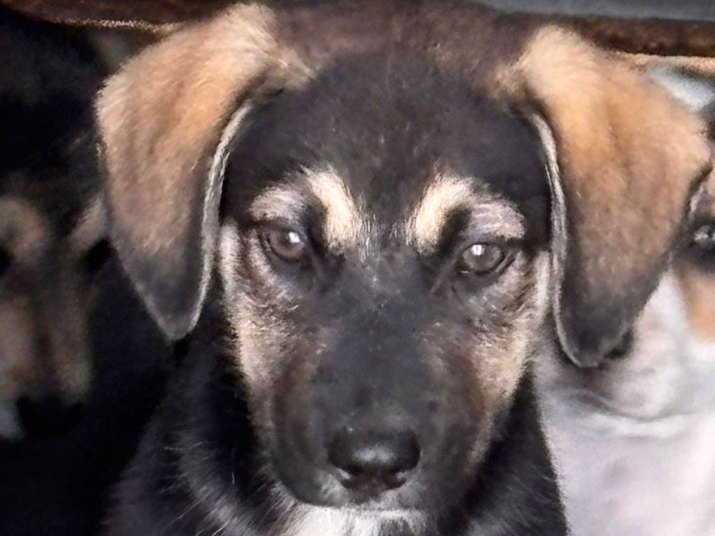 Adozione cane, maschio, Razza sconosciuta Razza sconosciuta, 3 mesi, taglia media, Ragusa