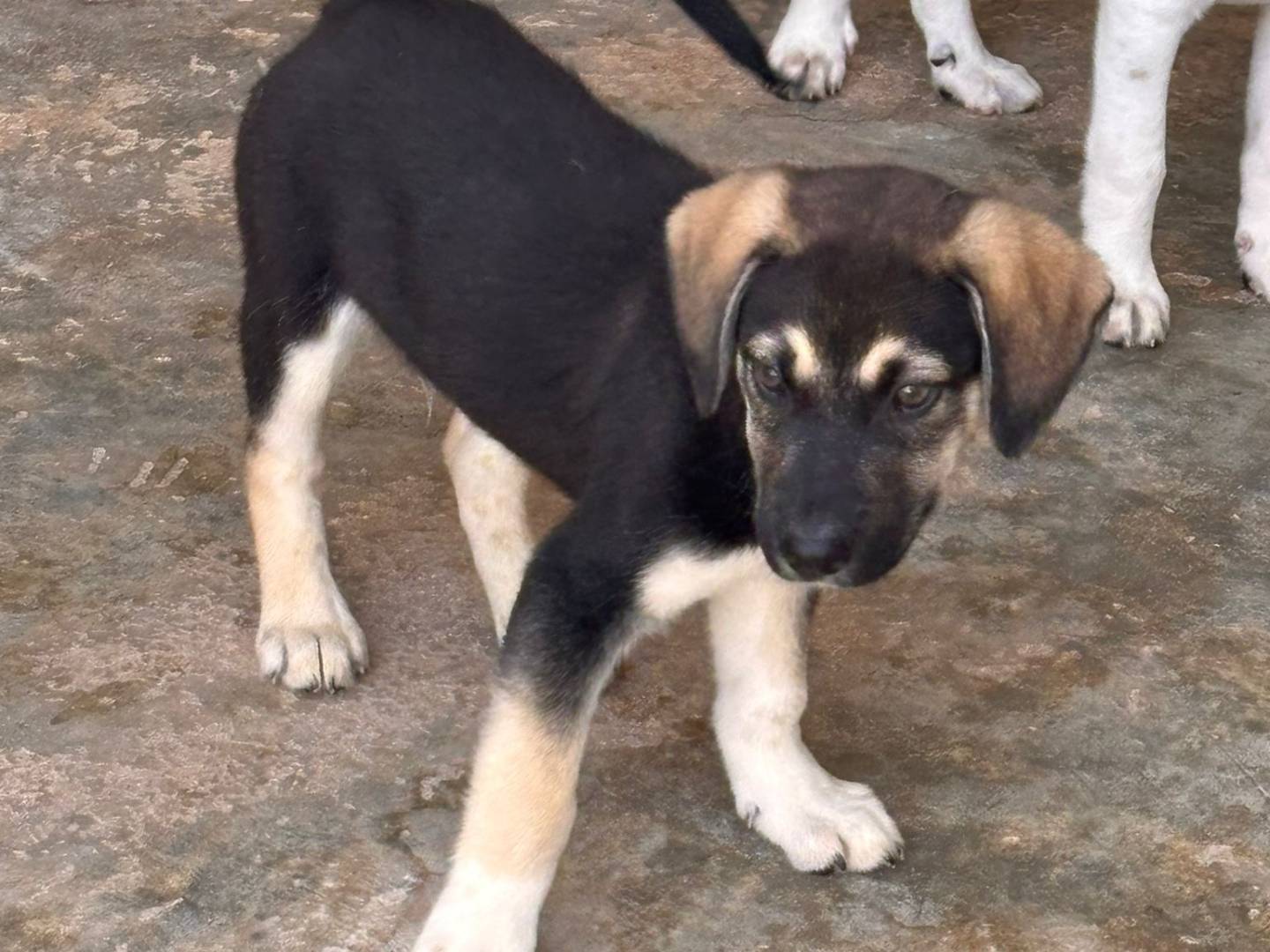 Adotta un cane, maschio, 3 mesi, Ragusa