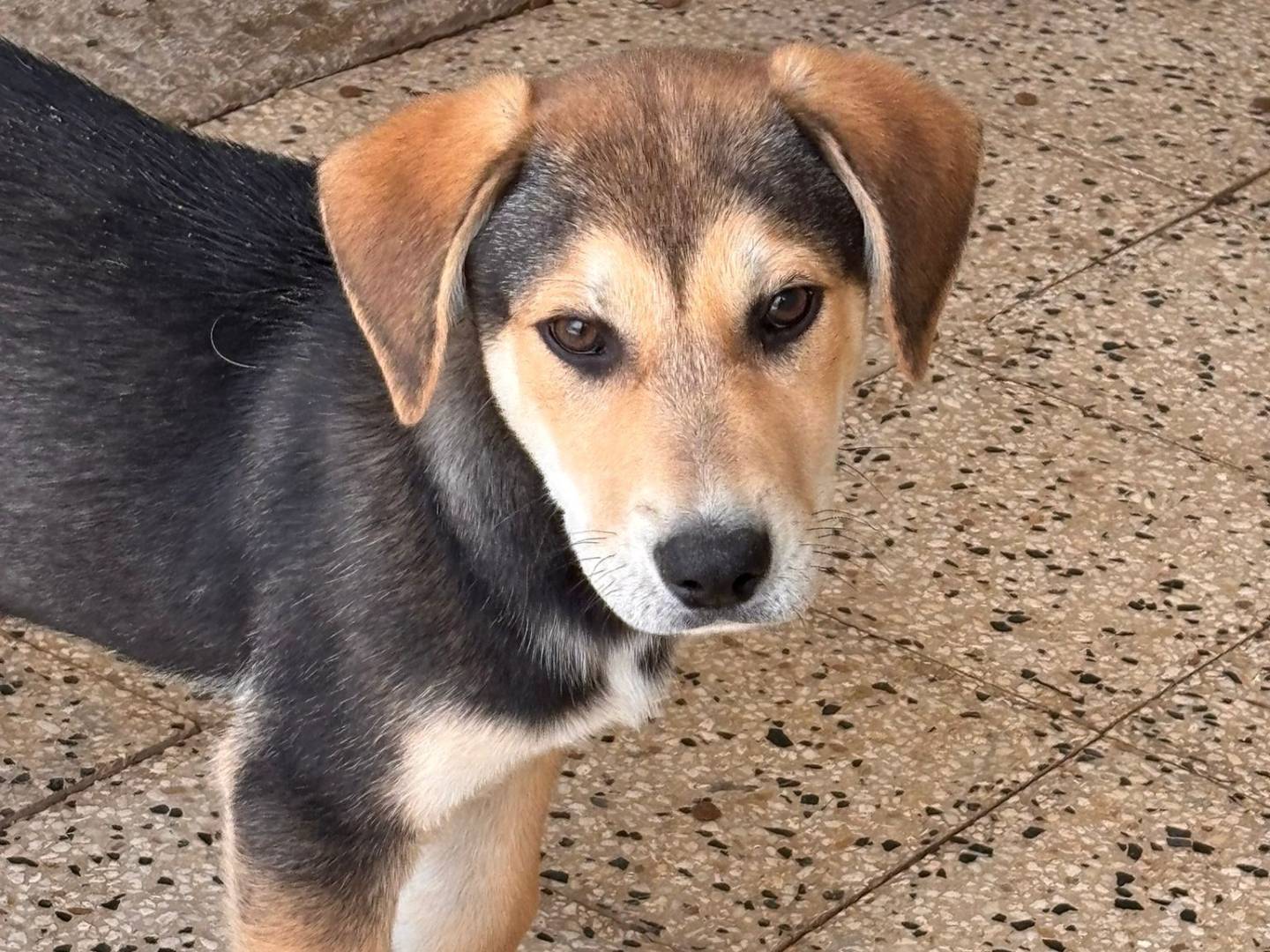 Adozione cane, maschio, Razza sconosciuta Razza sconosciuta, 3 mesi, taglia media, Ragusa