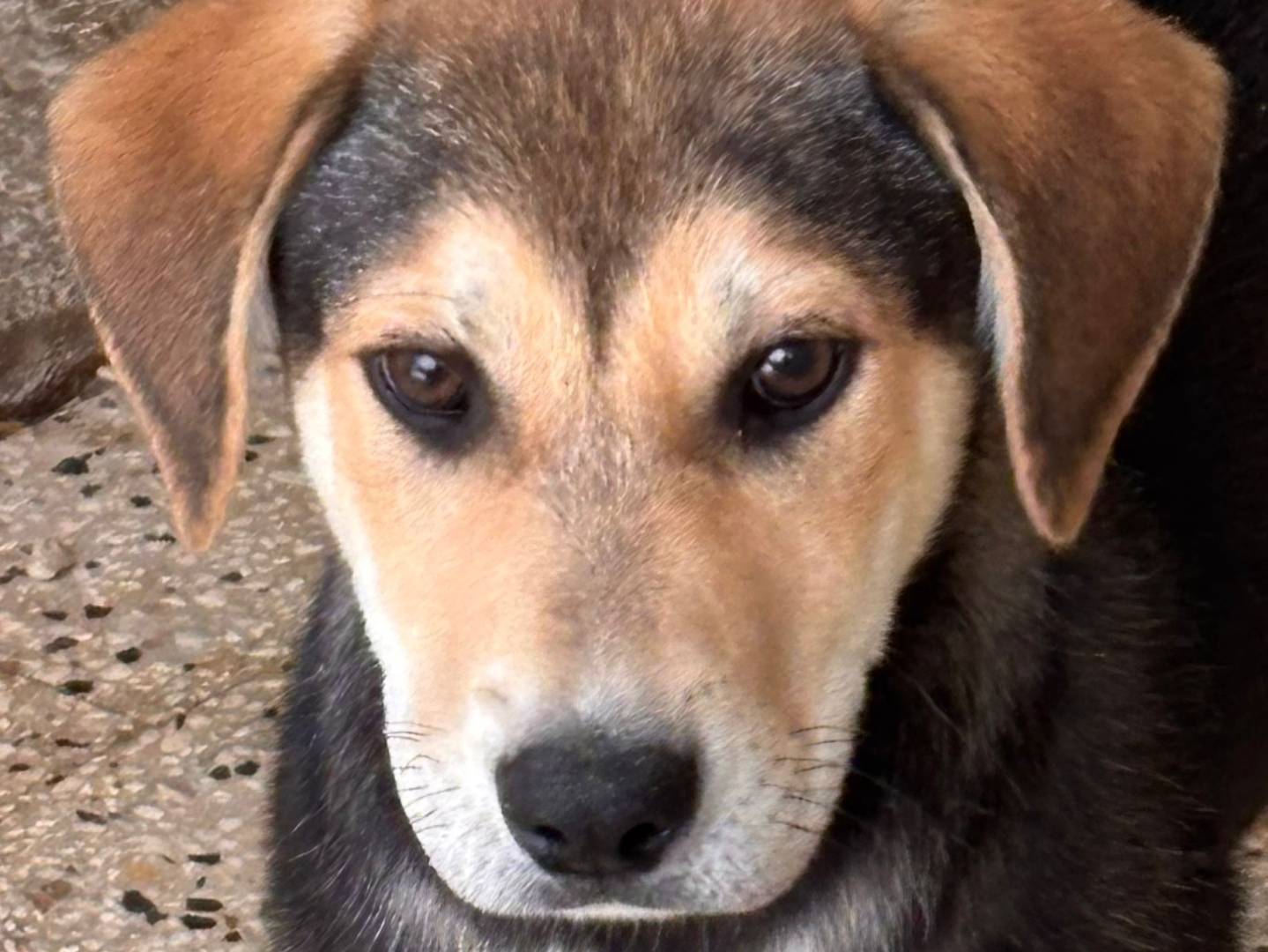 Adotta un cane, maschio, 3 mesi, Ragusa