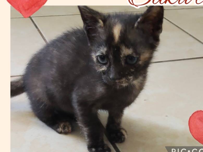 Adozione gatto, femmina, Razza sconosciuta Razza sconosciuta, 2 mesi, taglia non valida, Ragusa