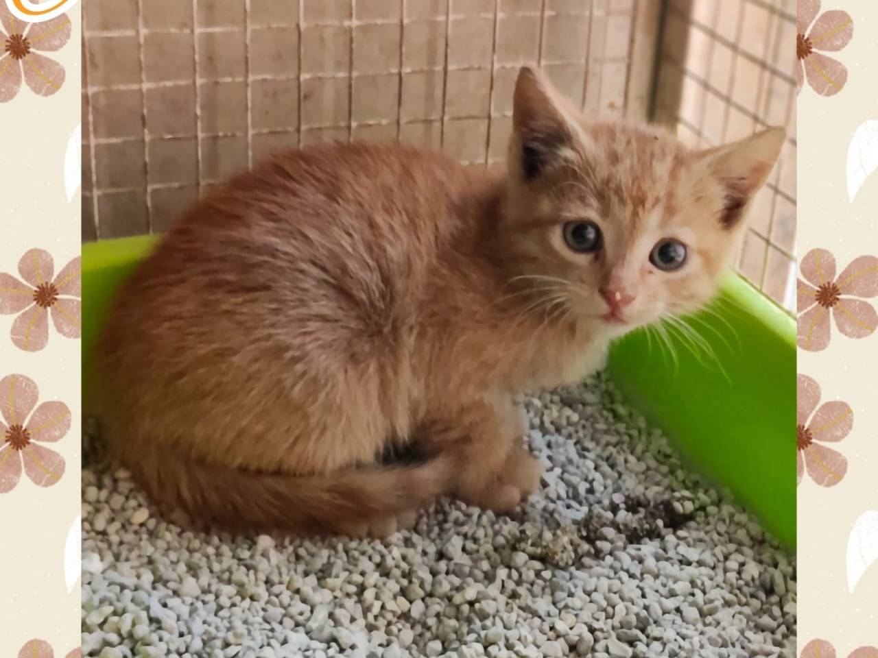 Adozione gatto, maschio, Razza sconosciuta Razza sconosciuta, 2 mesi, taglia non valida, Ragusa