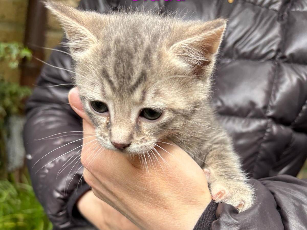 Adozione gatto, femmina, Razza sconosciuta Razza sconosciuta, 1 mesi, taglia non valida, Viterbo
