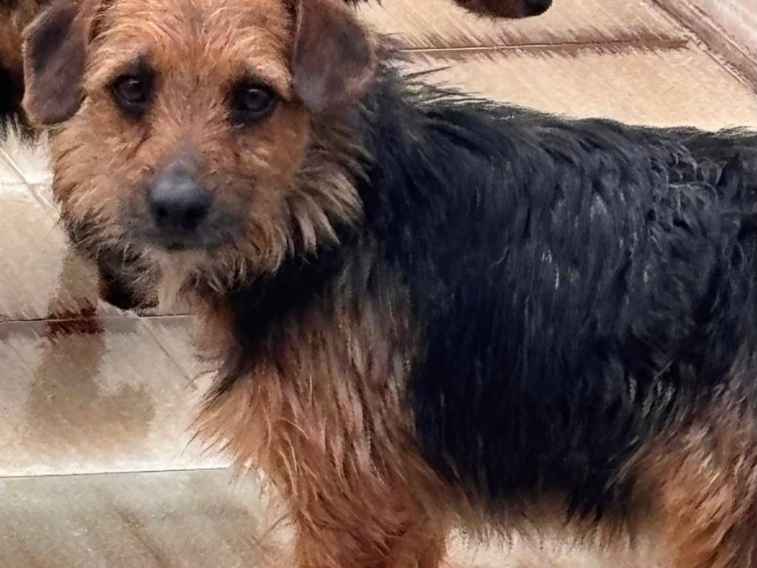 Adotta un cane, maschio, 3 anni e 3 mesi, Ragusa