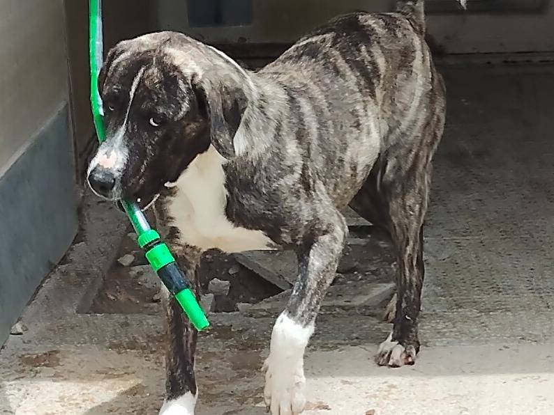 Adozione cane, maschio, Razza sconosciuta Razza sconosciuta, 10 mesi, taglia grande, Ragusa