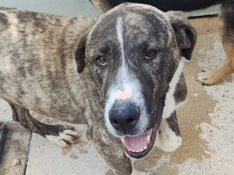 Adotta un cane, maschio, 10 mesi, Ragusa