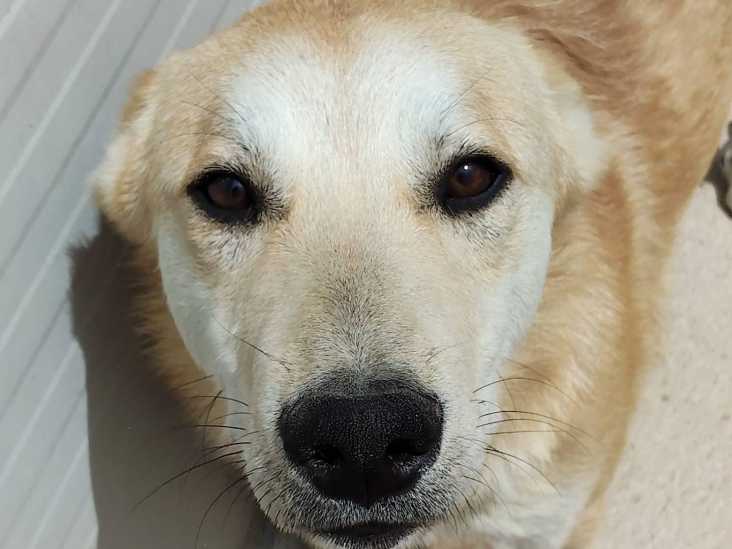 Adozione cane, maschio, Razza sconosciuta Razza sconosciuta, 9 mesi, taglia media, Ragusa