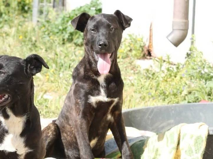 Adozione cane, maschio, Razza sconosciuta Razza sconosciuta, 5 mesi, taglia media, Ragusa