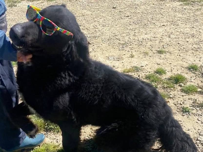 Adotta un cane, femmina, 2 anni e 3 mesi, Ragusa