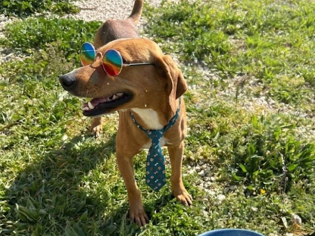 Adozione cane, maschio, Segugio Razza sconosciuta, 2 anni e 3 mesi, taglia media contenuta, Ragusa
