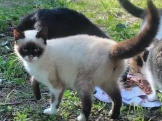 Adotta un gatto, maschio, 2 anni e 6 mesi, Genova