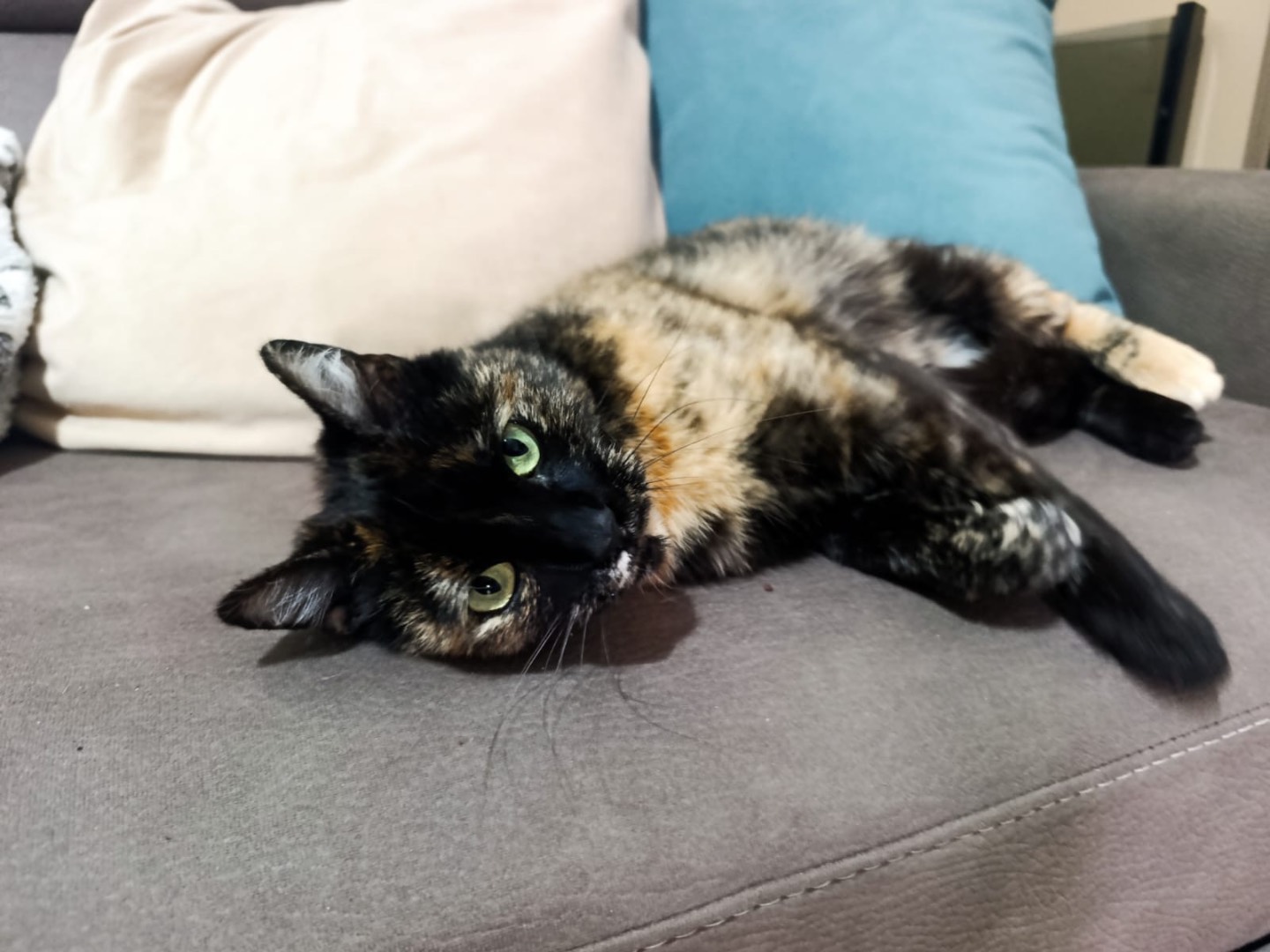 Adotta un gatto, femmina, 3 anni e 1 mese, Brescia