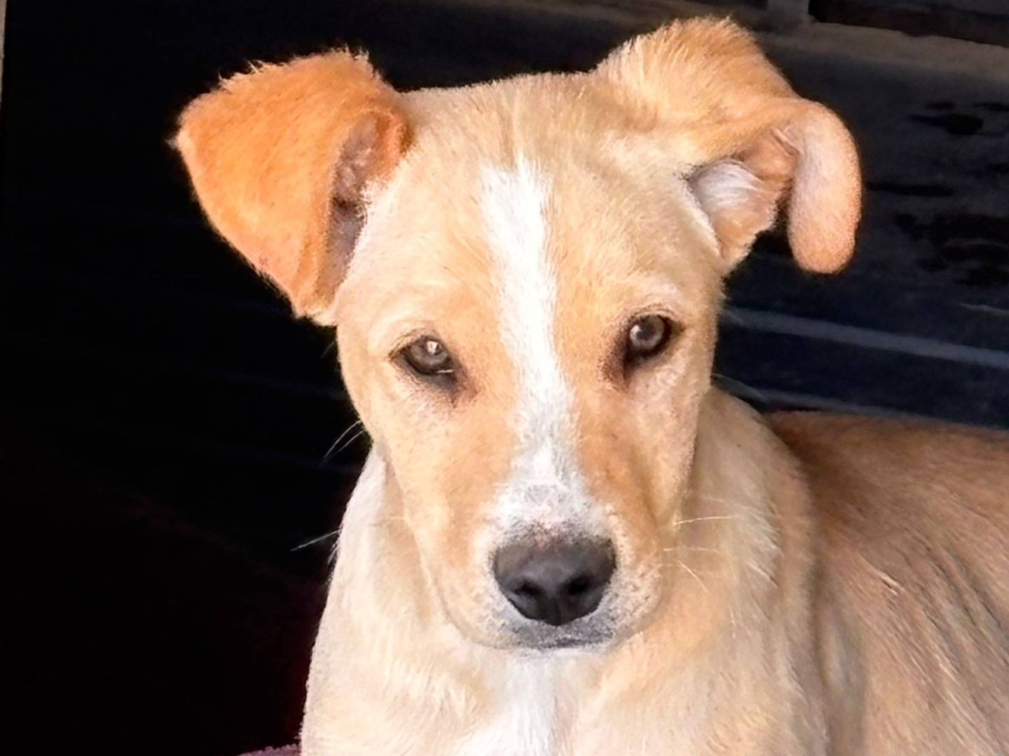 Adozione cane, maschio, Razza sconosciuta Razza sconosciuta, 3 mesi, taglia media contenuta, Ragusa