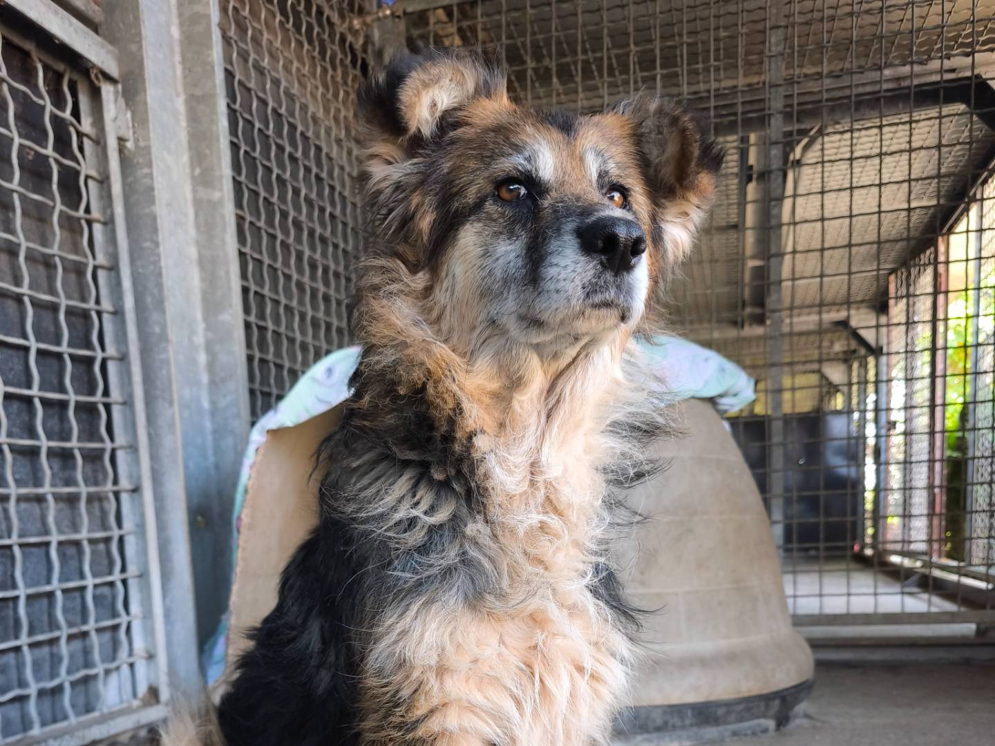 Adotta un cane, femmina, 4 anni e 1 mese, Milano