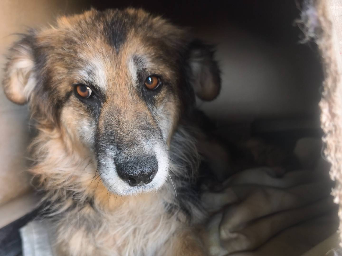 Adotta un cane, taglia media, femmina, Milano