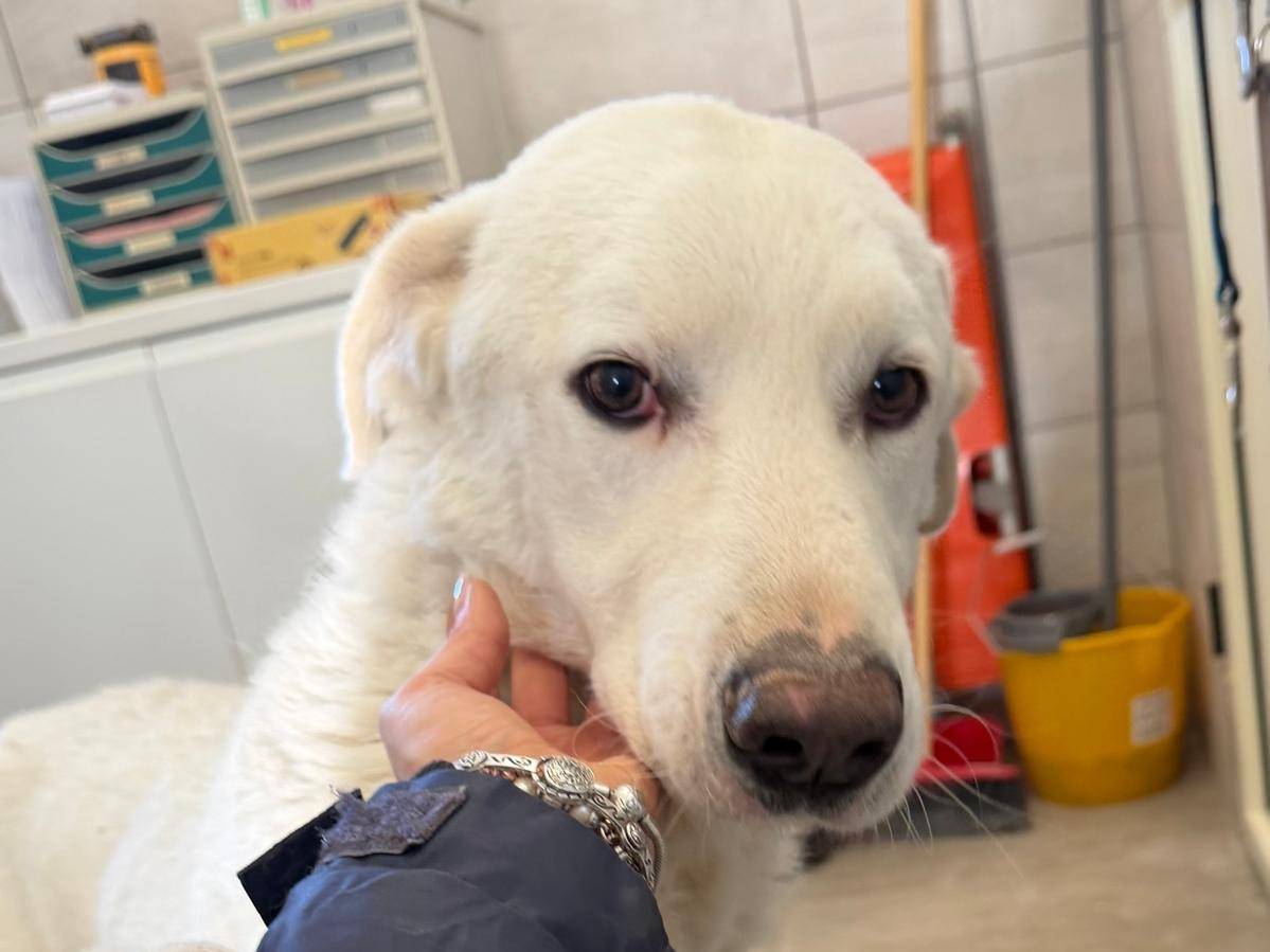 Adozione cane, maschio, Razza sconosciuta Razza sconosciuta, 5 anni e 4 mesi, taglia grande, Crotone