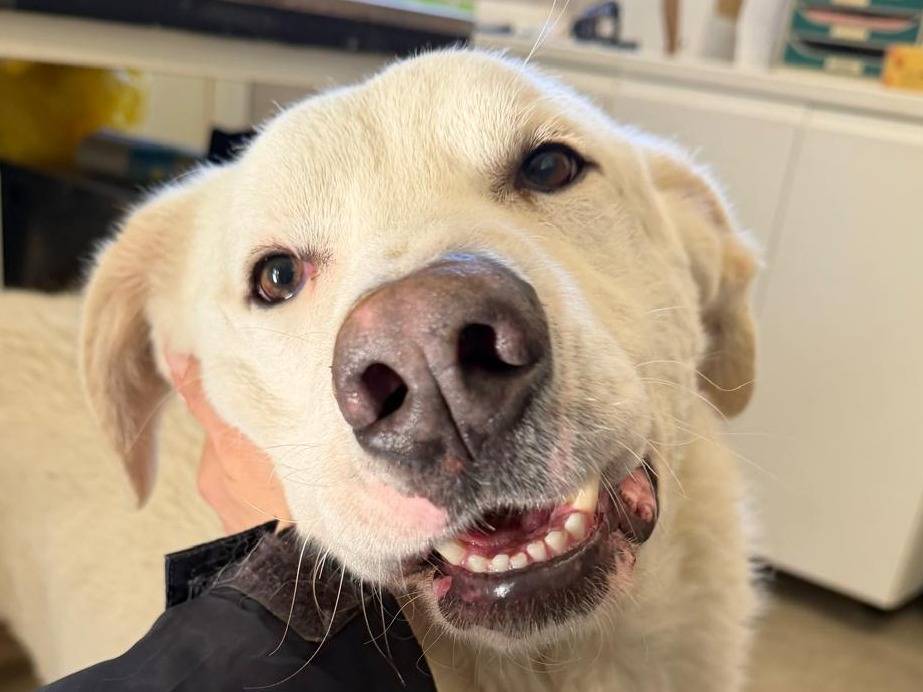 Adotta un cane, maschio, 5 anni e 4 mesi, Crotone
