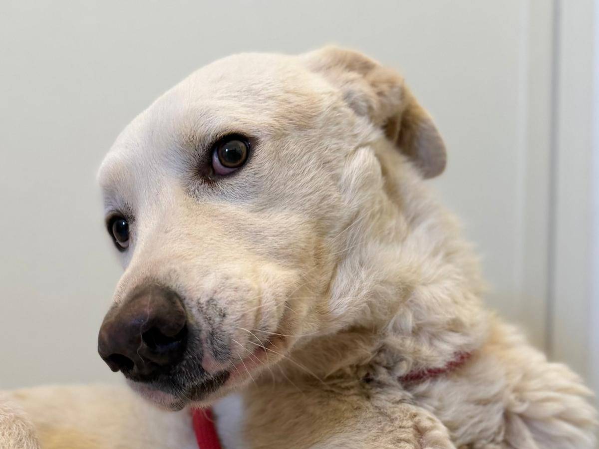 Adotta un cane, taglia grande, maschio, Crotone