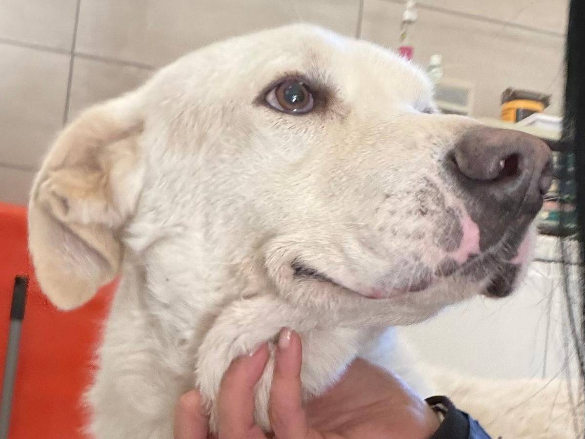 Vuoi adottare un cane a Crotone?