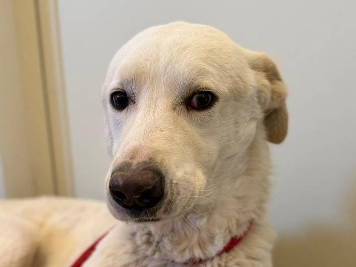 Adotta il cane Milo a Crotone