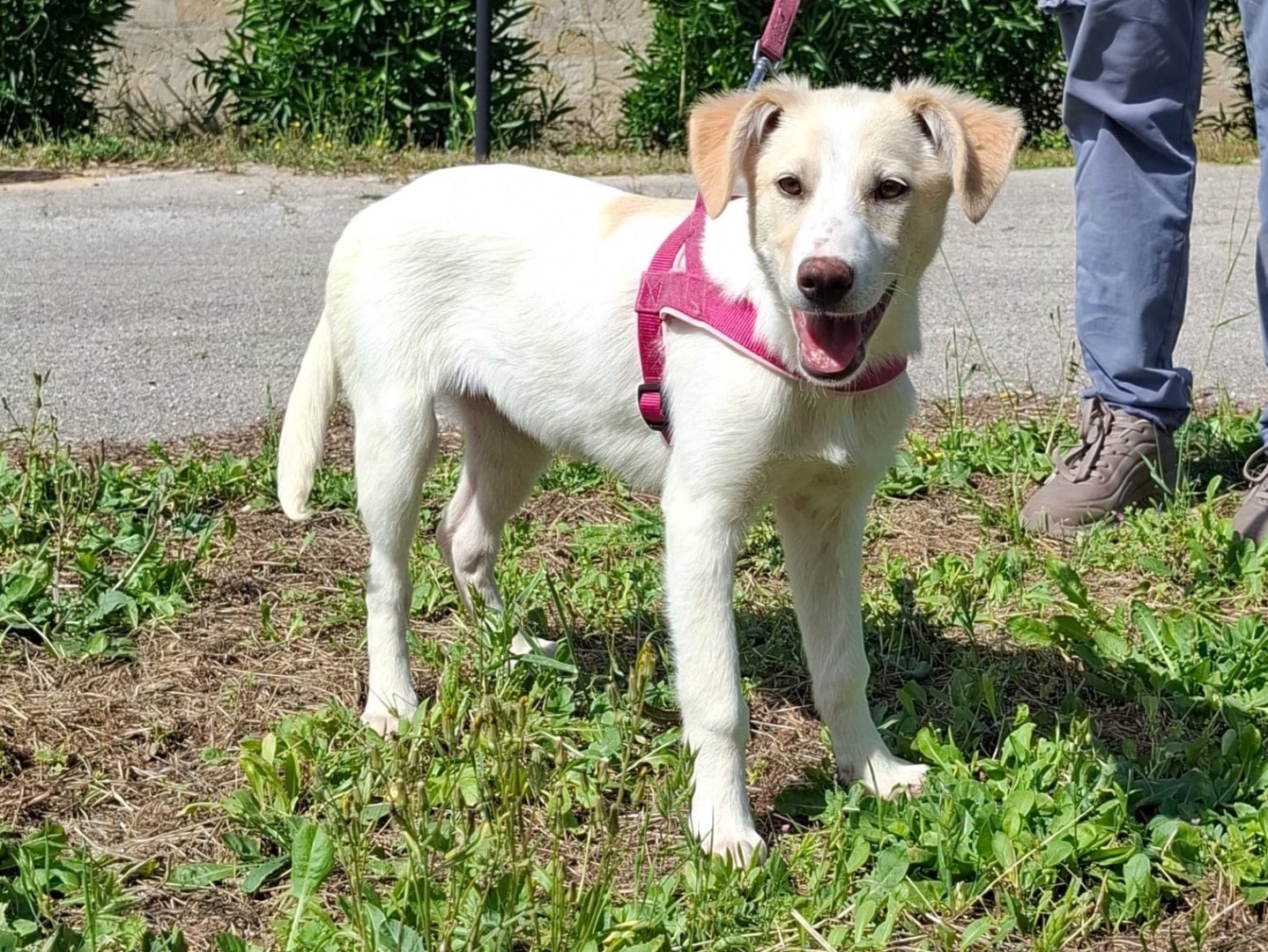 Adozione cane, femmina, Razza sconosciuta Razza sconosciuta, 3 mesi, taglia media, Torino