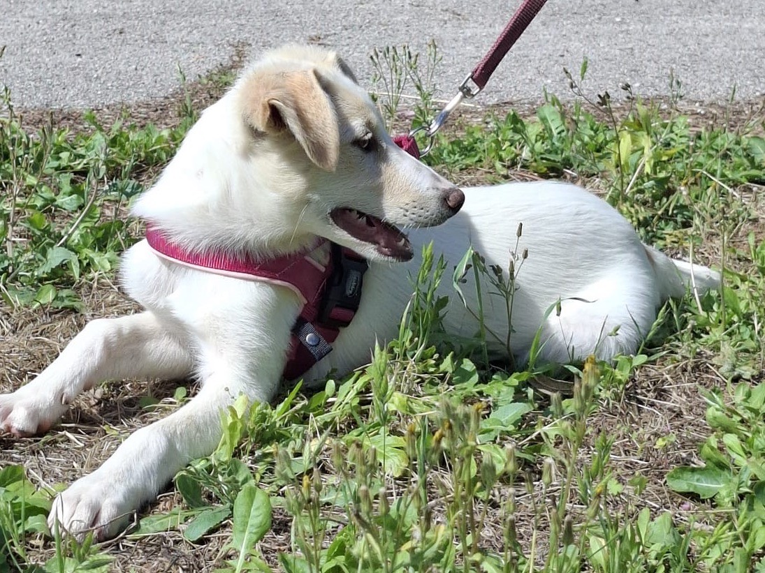 Vuoi adottare un cane a Torino?