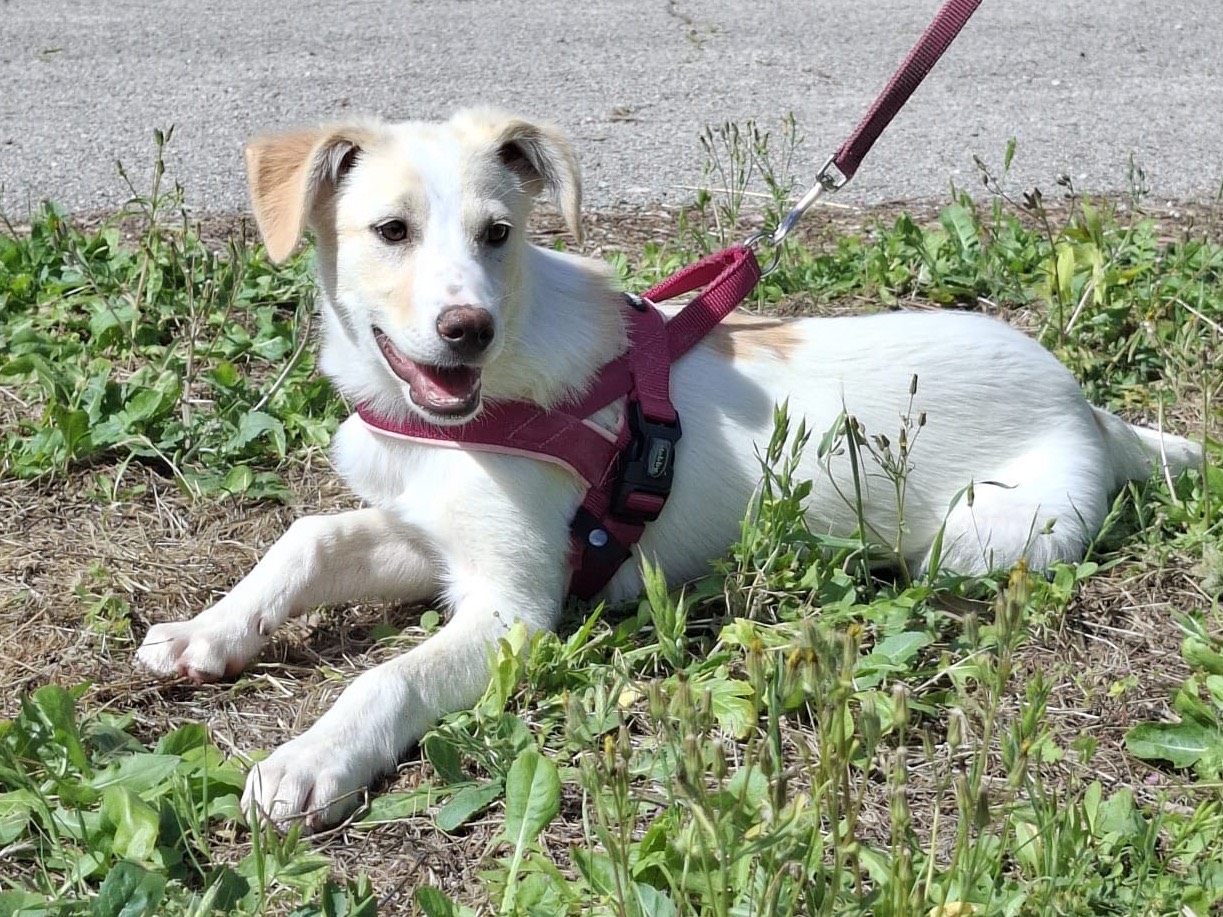 Adotta un cane, femmina, 3 mesi, Torino