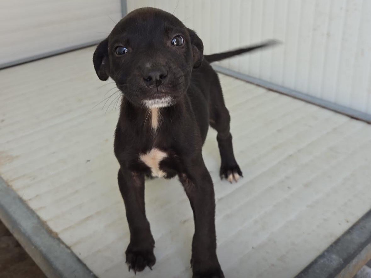 Adozione cane, maschio, Razza sconosciuta Razza sconosciuta, 3 mesi, taglia media contenuta, Bergamo