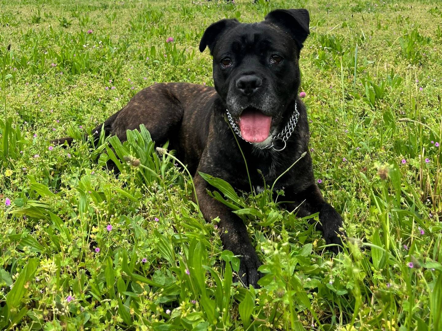 Adotta un cane, femmina, 2 anni e 4 mesi, Milano
