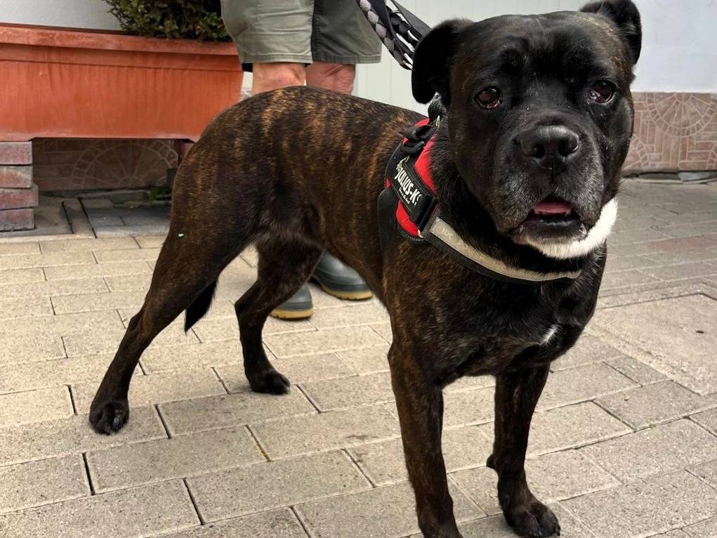 Adotta un cane, taglia media, femmina, Milano