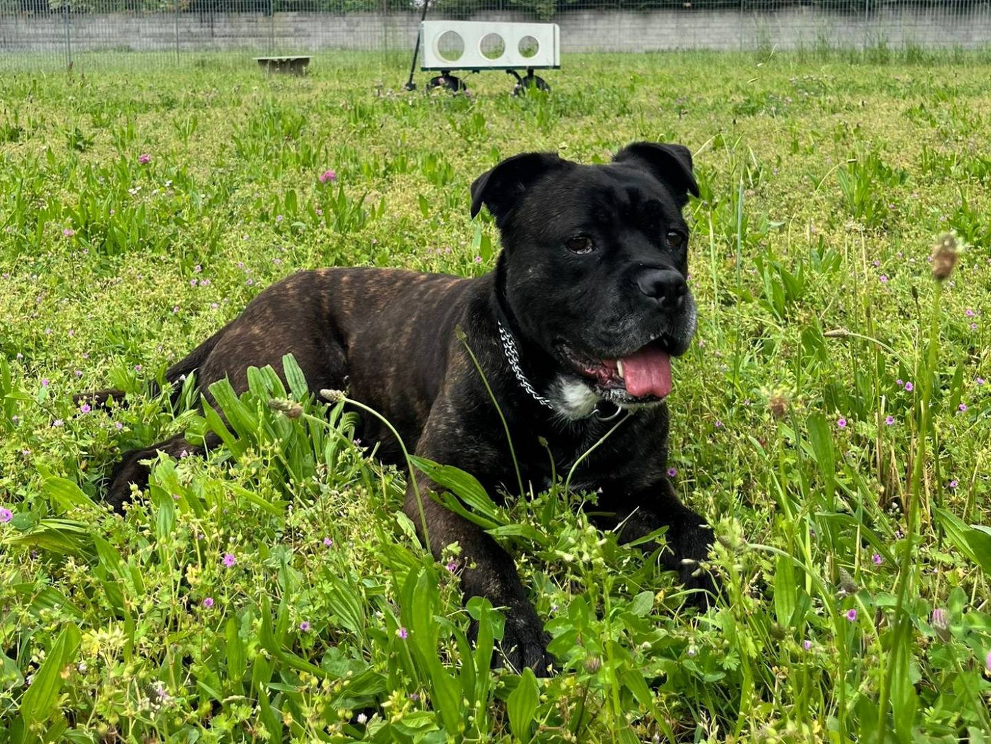 Adotta il cane cherry a Milano