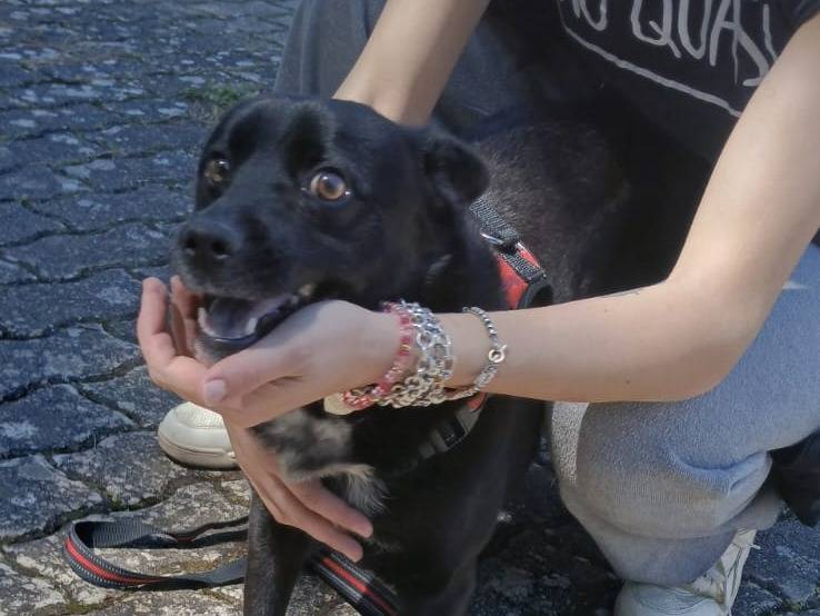 Adotta un cane, taglia media contenuta, maschio, Bari