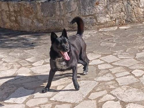 Adozione cane, maschio, Razza sconosciuta Razza sconosciuta, 3 anni e 9 mesi, taglia media contenuta, Bari