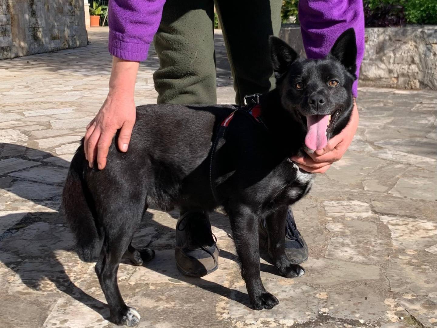 Vuoi adottare un cane a Bari?